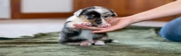 Mixed Breed dogs for sale: Jasper  - Ad 10