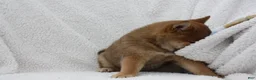 Shiba Inu dogs for sale: Kya  - Ad 5