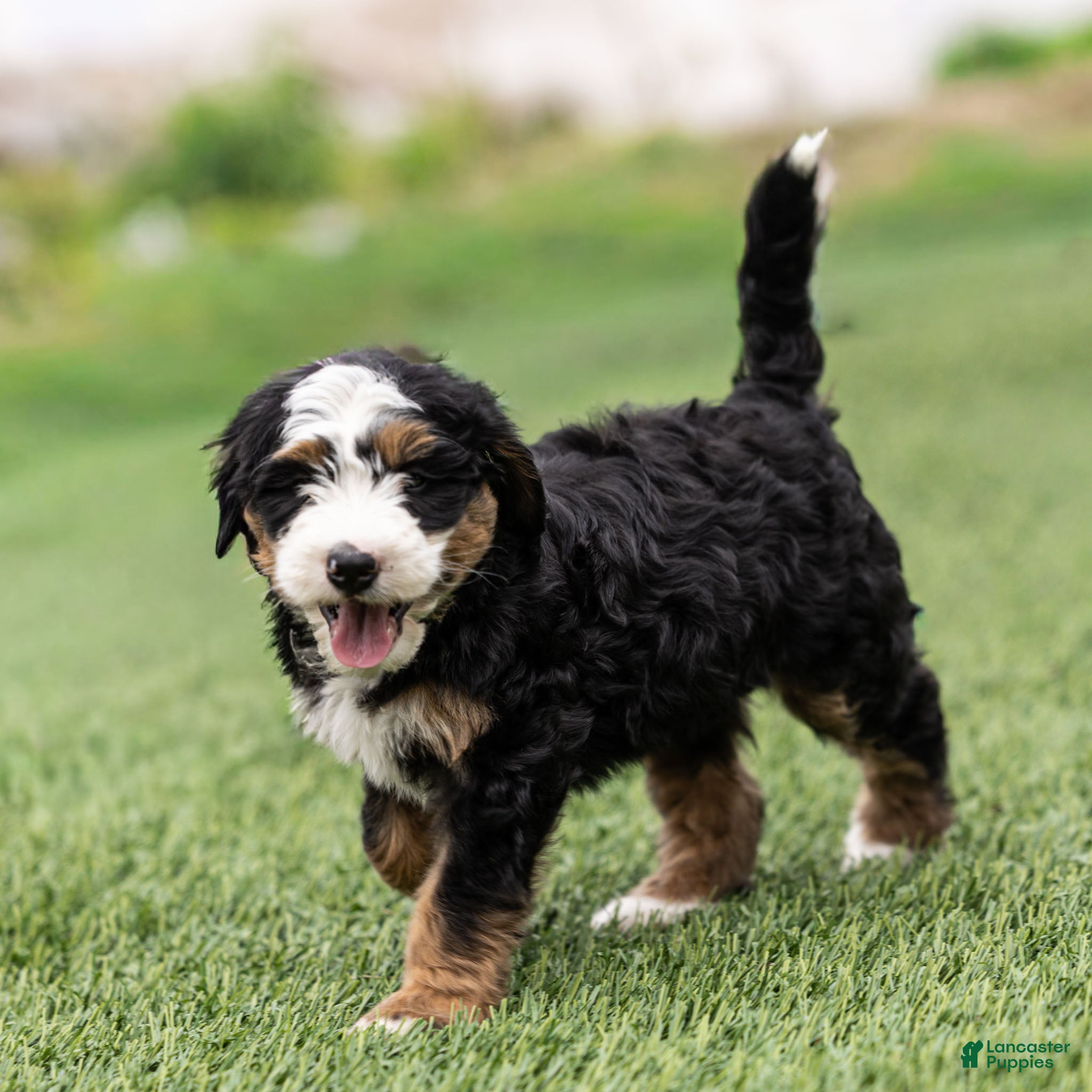 Bernedoodle dogs Pippa Bernedoodle Puppy  - Ad 1