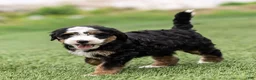 Bernedoodle dogs for sale: Pippa Bernedoodle Puppy  - Ad 7