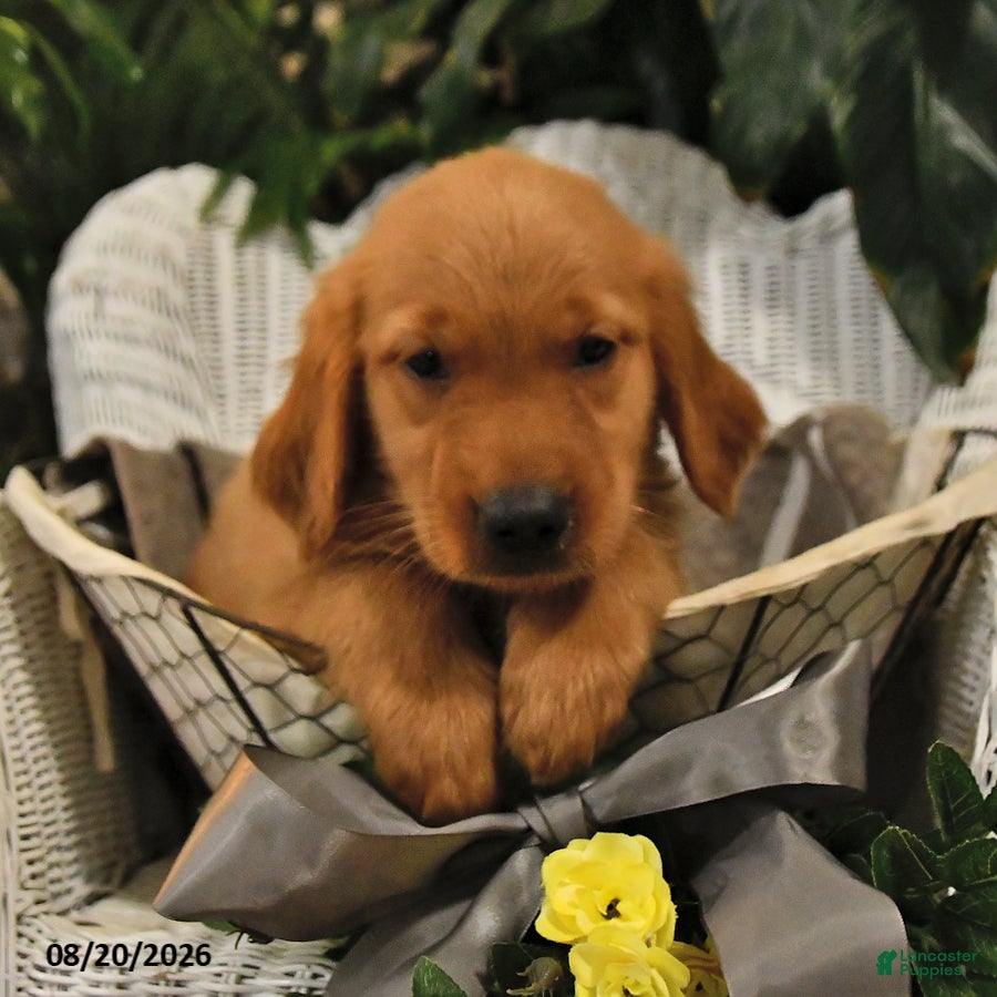 Golden Retriever dogs Bob - Ad 1