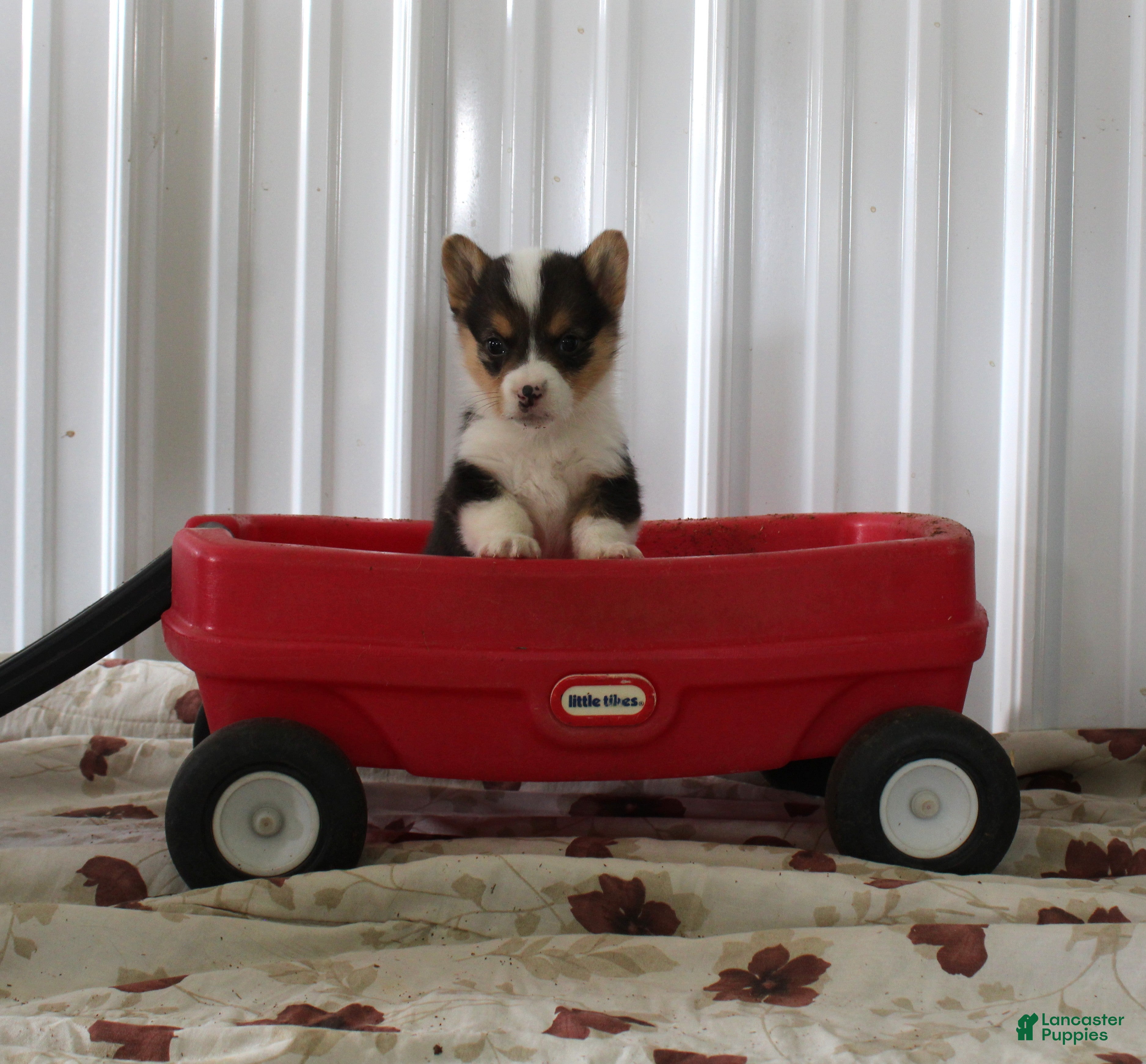 Welsh Corgi Pembroke dogs Pansey - Ad 22