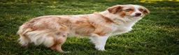 Mixed Breed dogs for sale: Goose🐾 - Ad 21