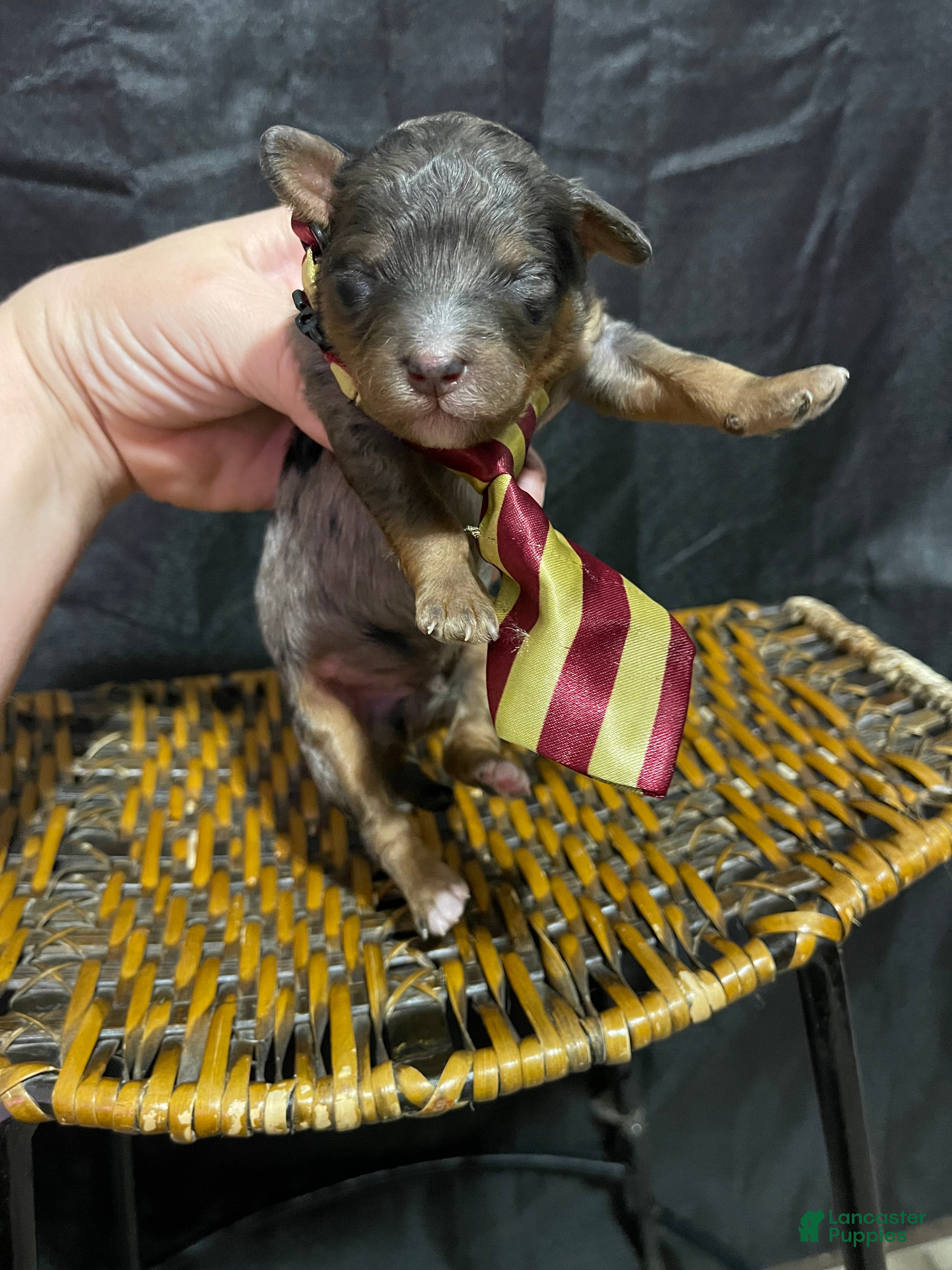 Miniature Poodle dogs Akc Blue Merle Phantom  - Ad 1