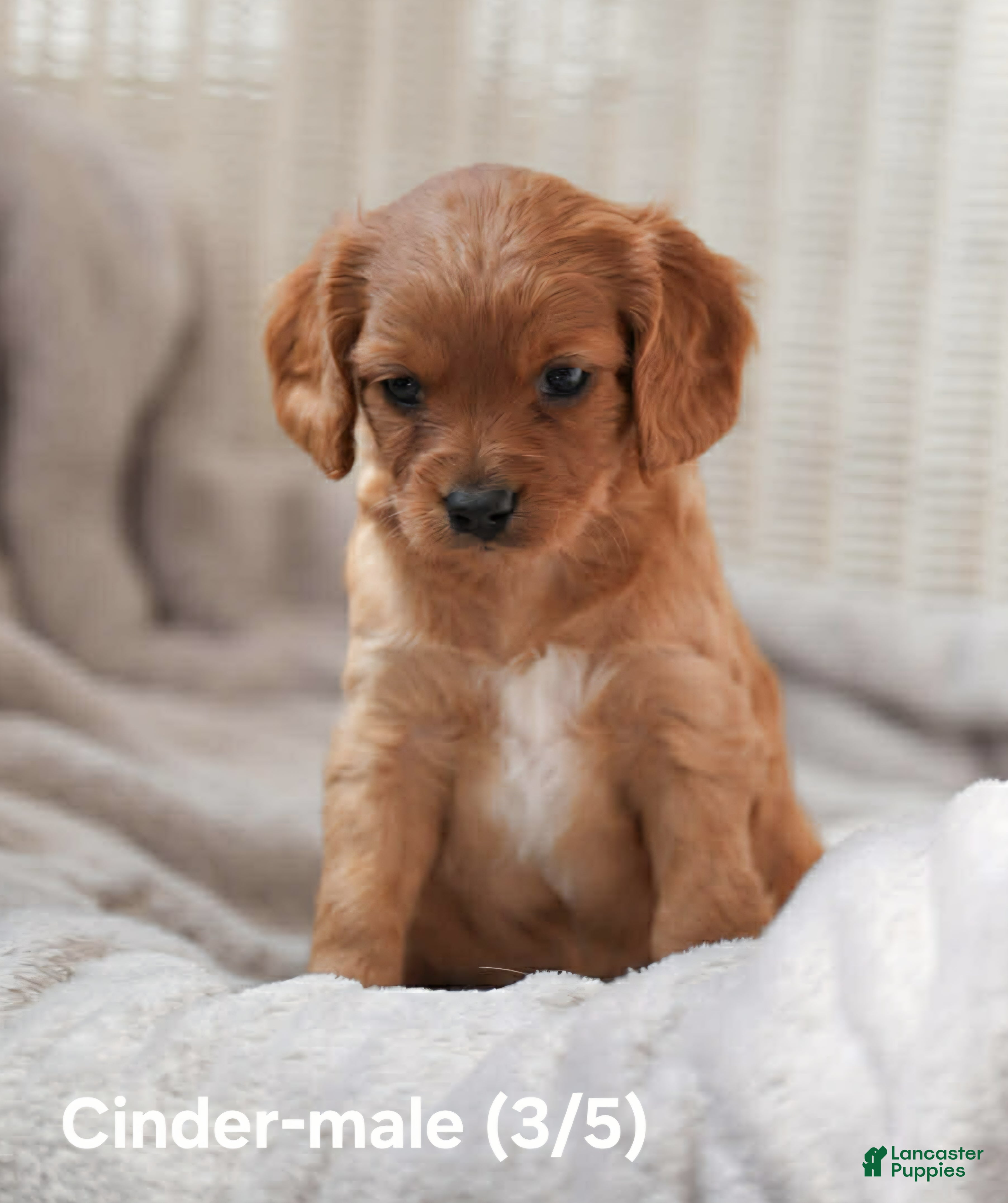 Cavapoo dogs CINDER - Ad 5