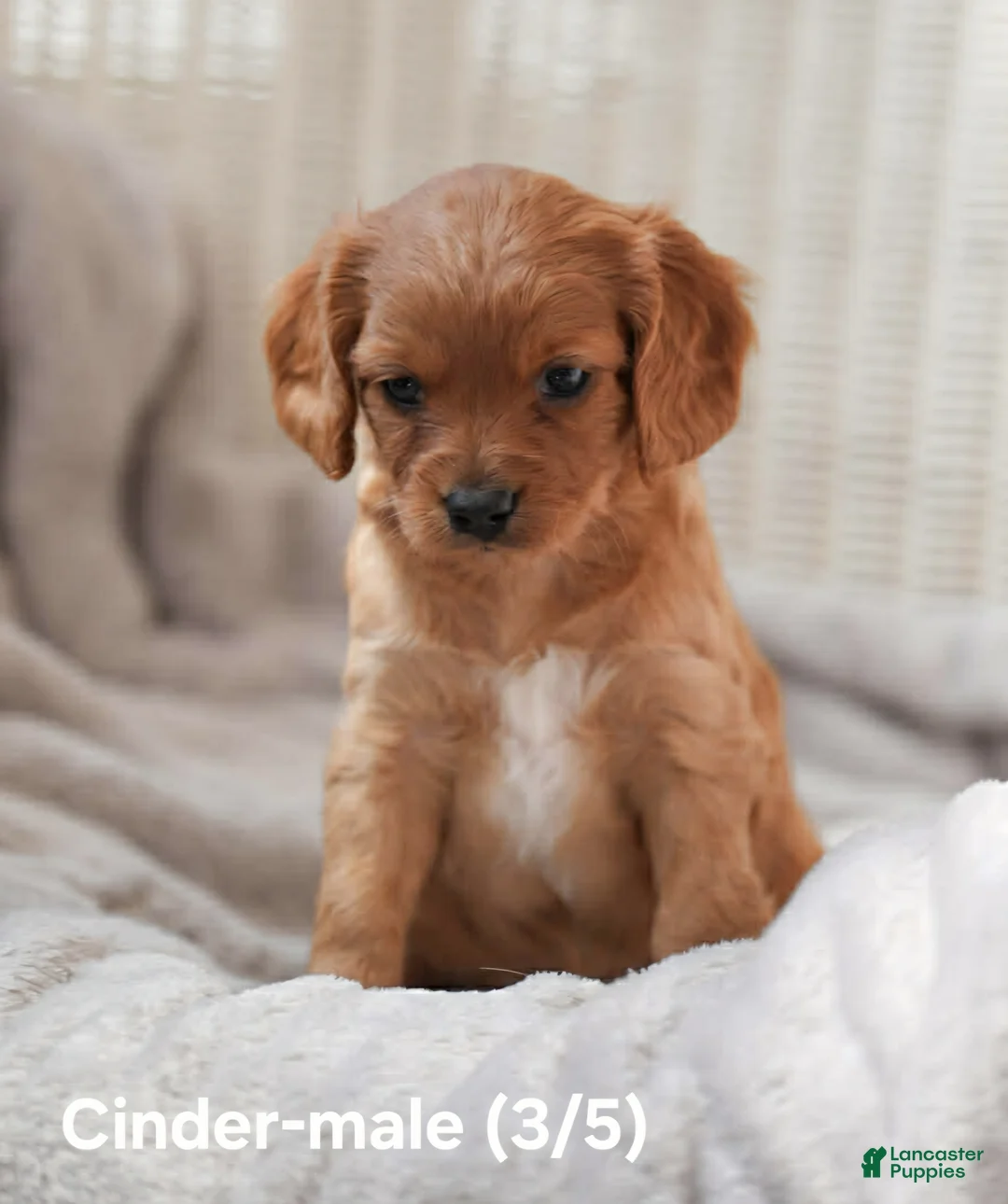 Cavapoo dogs for sale: CINDER - Ad 1