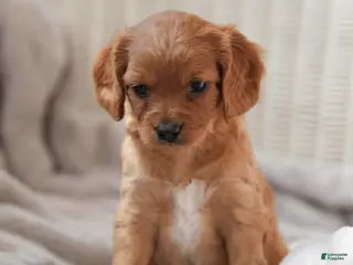 Cavapoo dogs CINDER - Ad 5