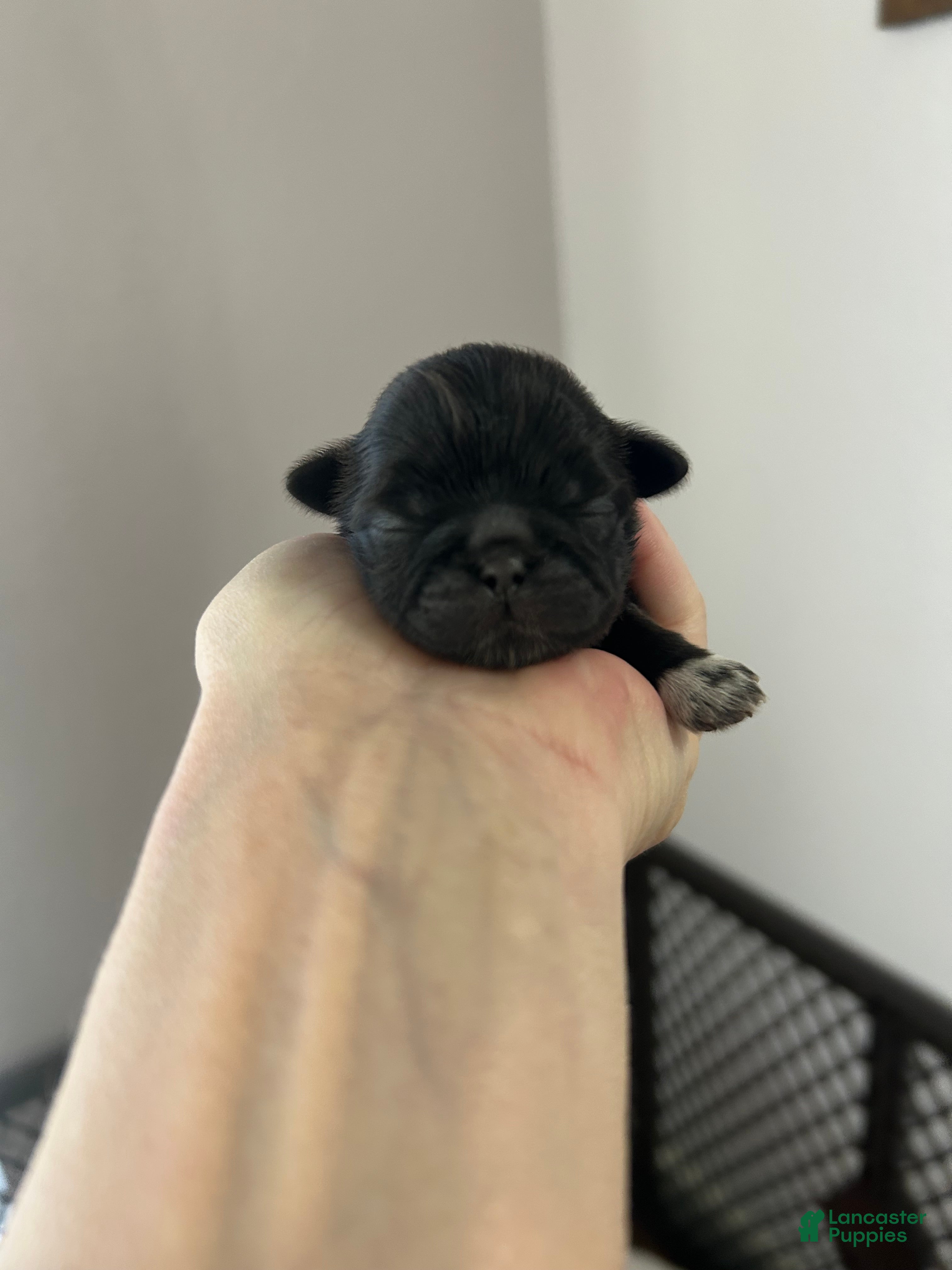 Shih Tzu dogs for sale: Luna - Ad 12