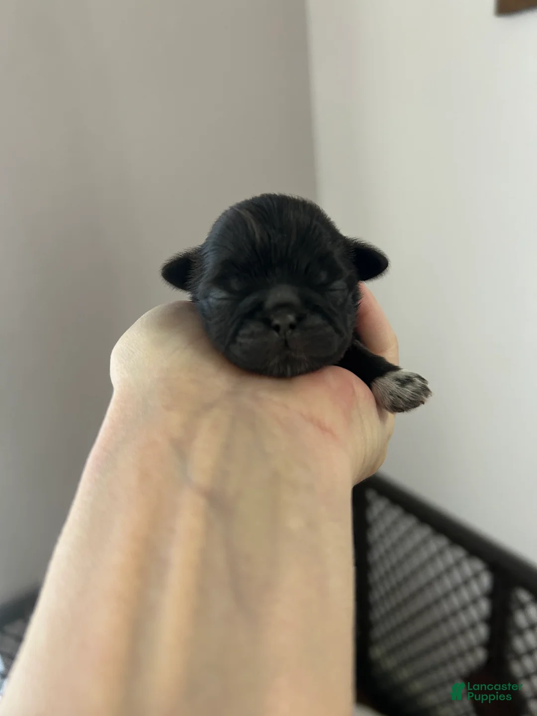 Shih Tzu dogs for sale: Luna - Ad 1
