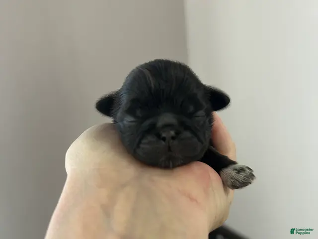 Shih Tzu dogs for sale: Luna - Ad 5