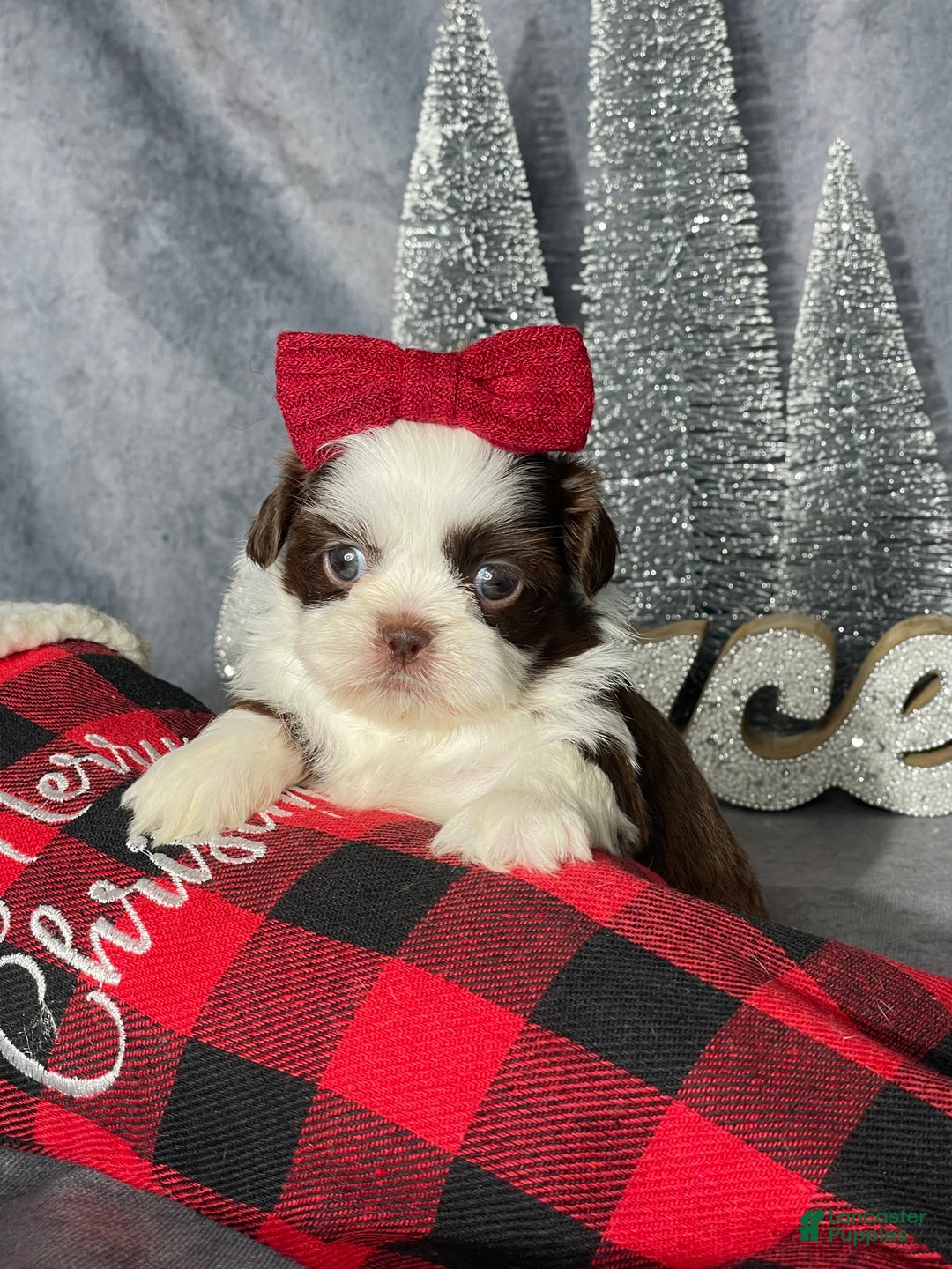 Shih Tzu dogs for sale: Skye - Ad 1