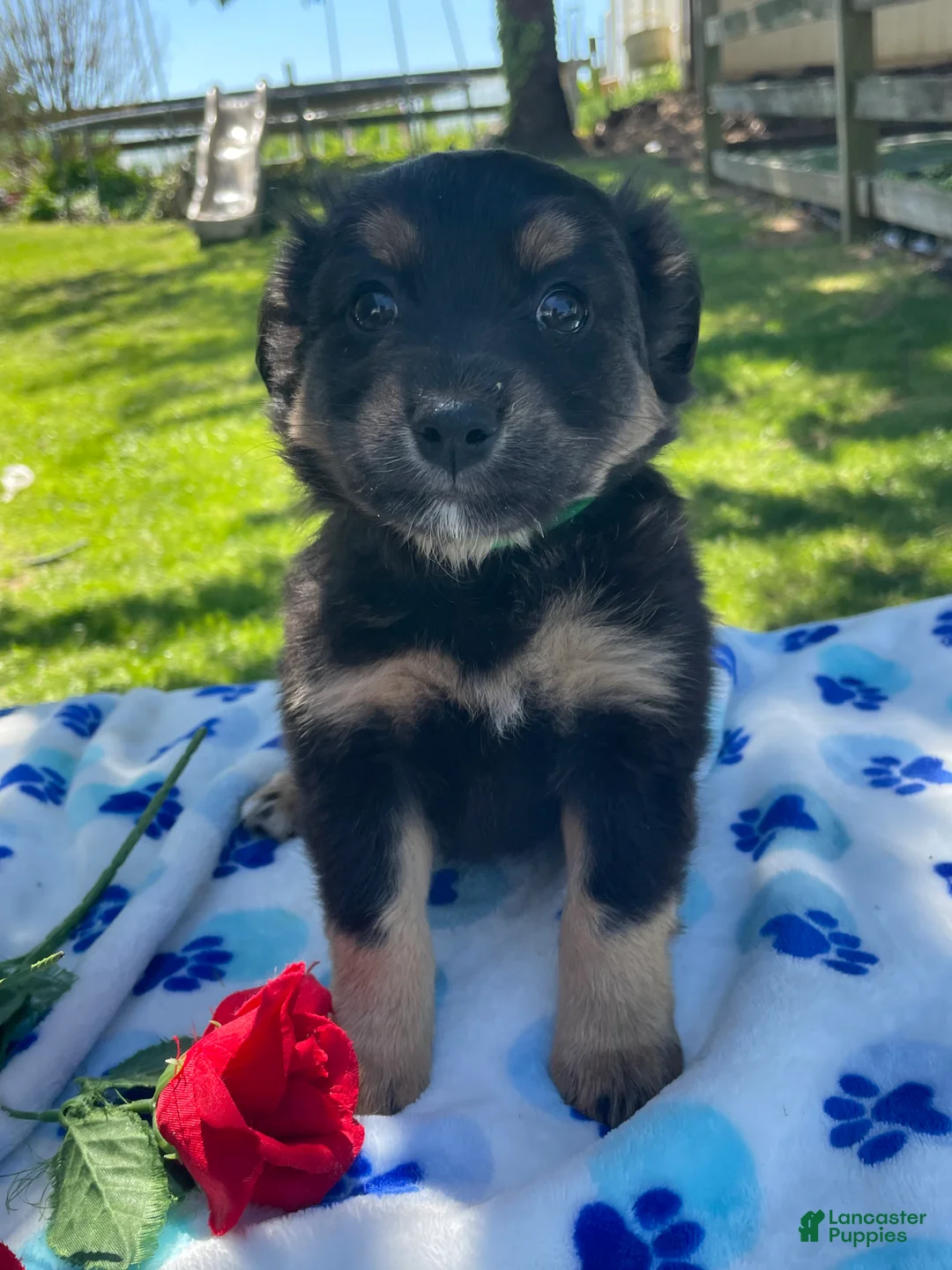 Toy Australian Shepherd dogs for sale: Bingo - Ad 2