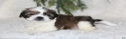 Shih Tzu dogs for sale: Shih Tzu 2 - Ad 3