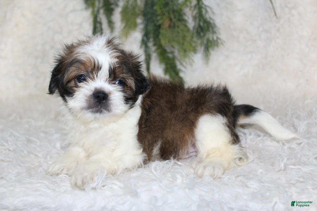 Shih Tzu dogs for sale: Shih Tzu 2 - Ad 3