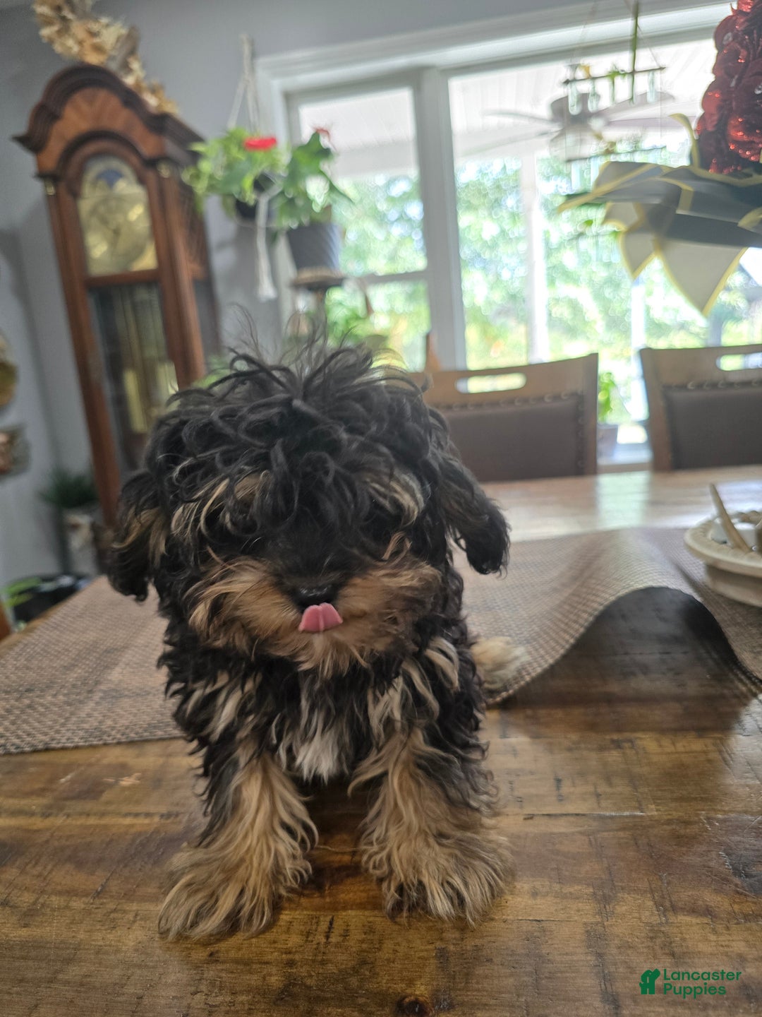 Chipoo dogs for sale: Milo - Ad 2