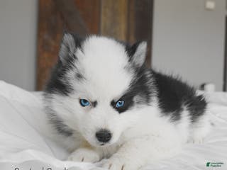 Pomsky dogs Bandit - Ad 2