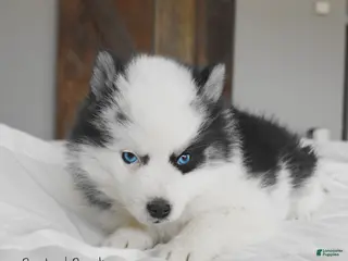 Pomsky dogs Bandit - Ad 4