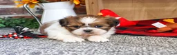 Shih Tzu dogs for sale: Jake - Ad 4
