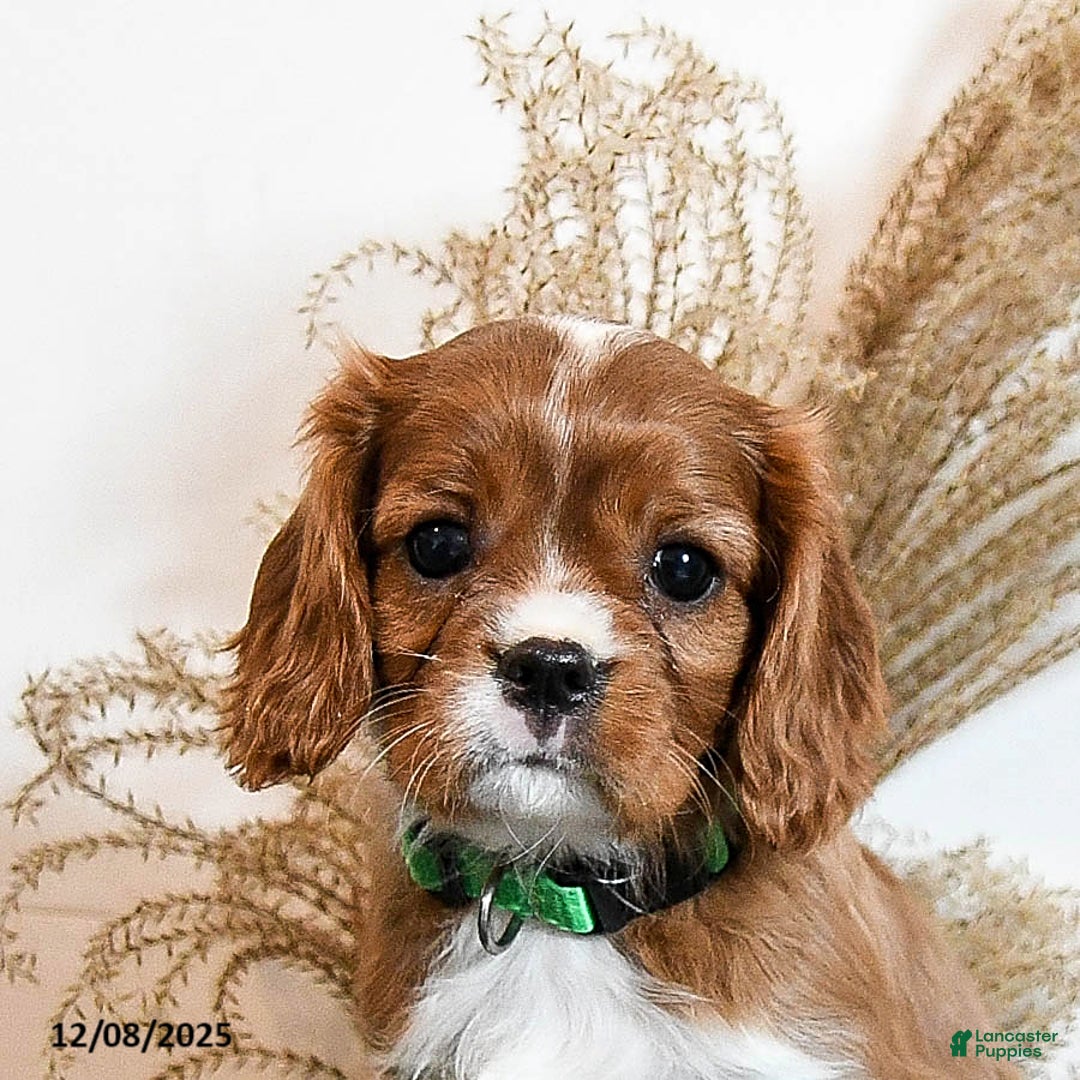 Cavalier King Charles Spaniel dogs for sale: Buster - Ad 4