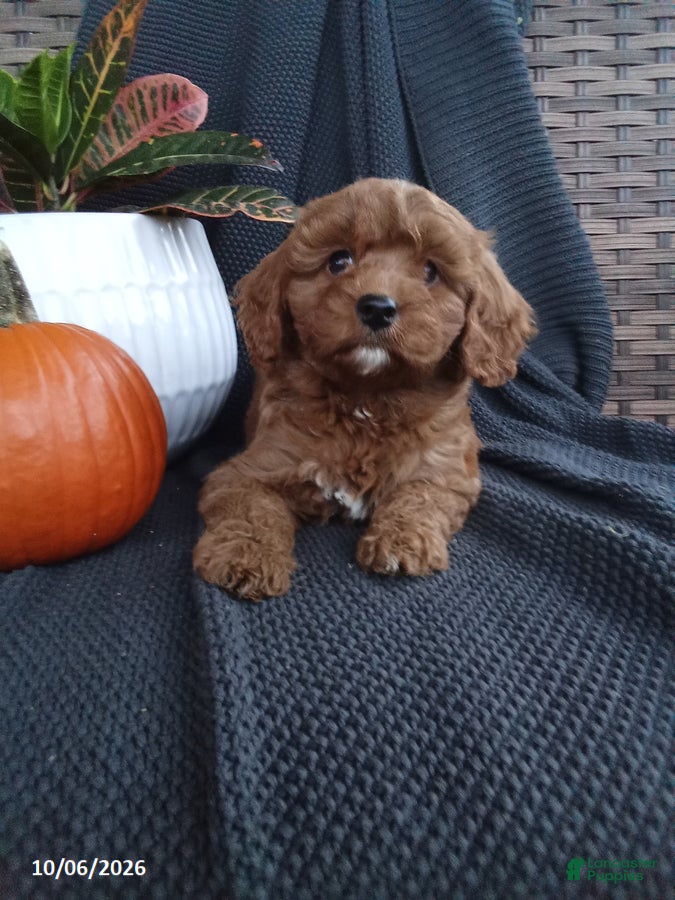 Mixed Breed dogs Elizabeth - Ad 2