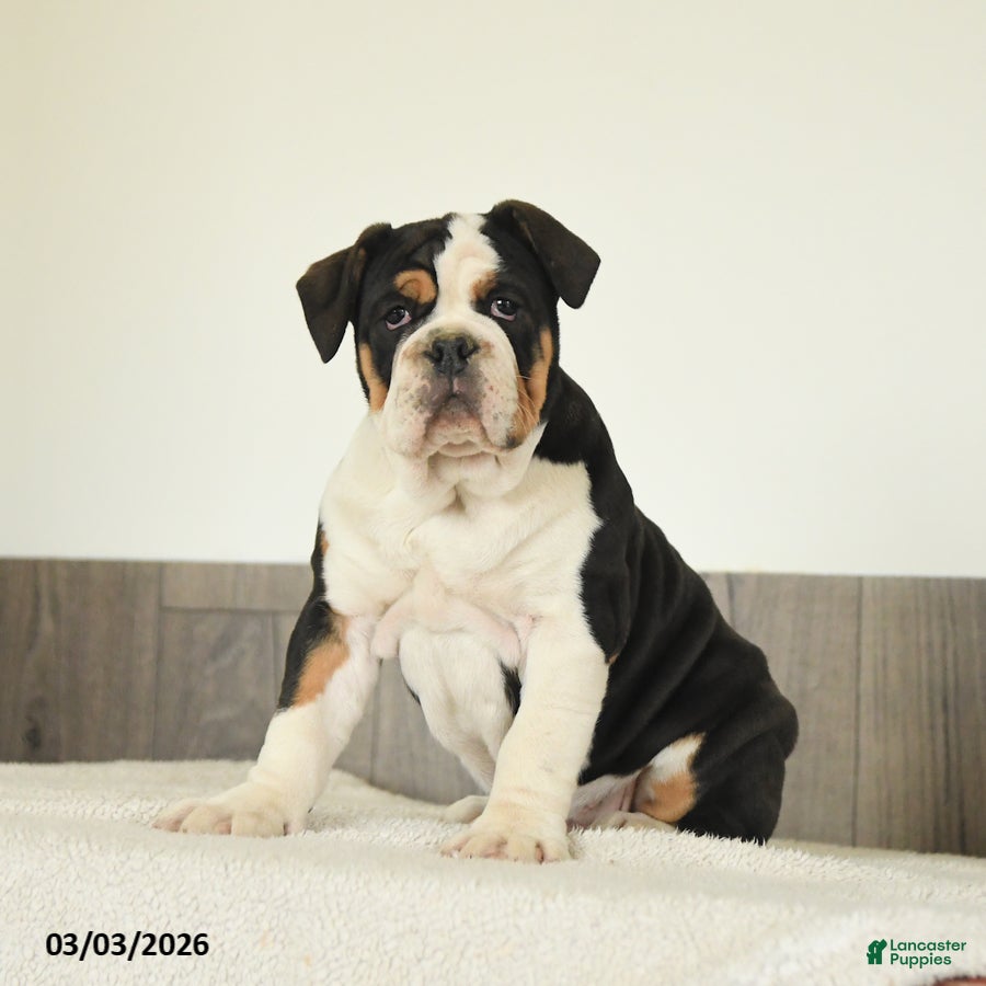 Olde English Bulldogge dogs Birdie - Ad 1