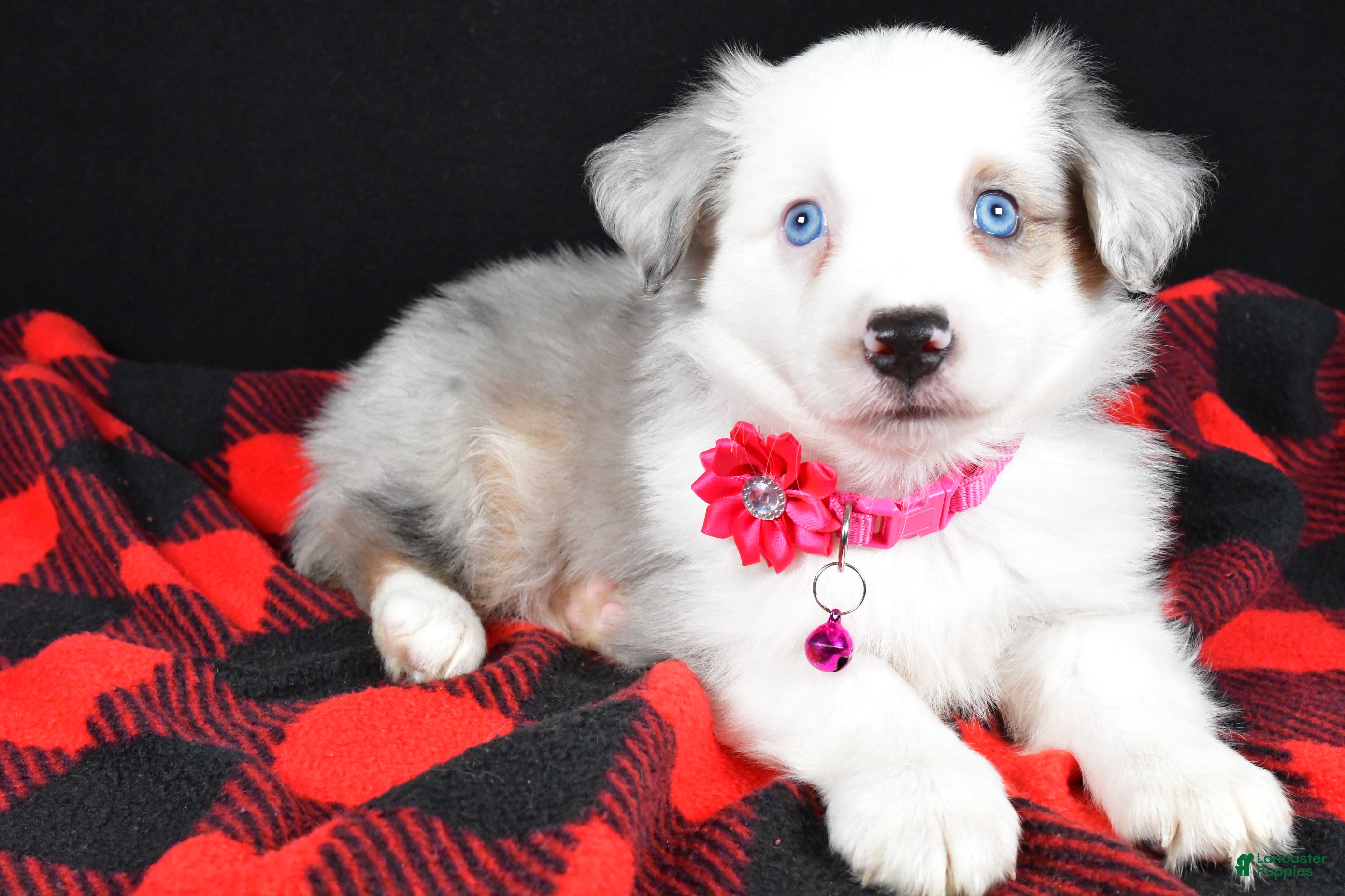 Miniature Australian Shepherd dogs Jewel - Ad 35