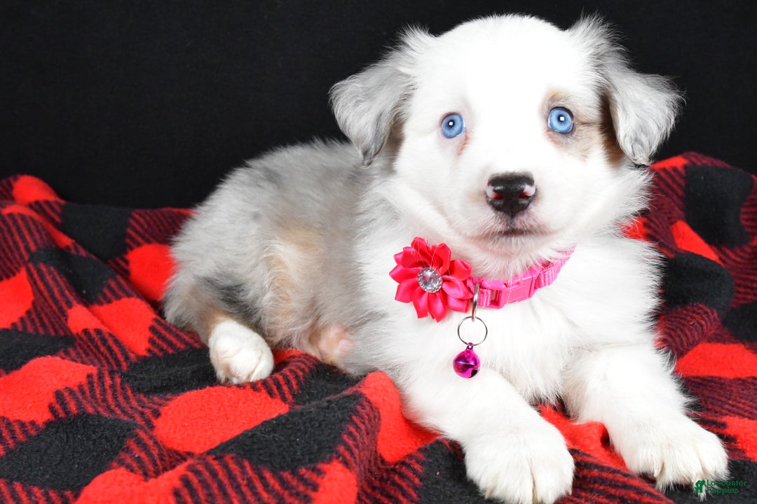 Miniature Australian Shepherd dogs for sale: Jewel - Ad 1