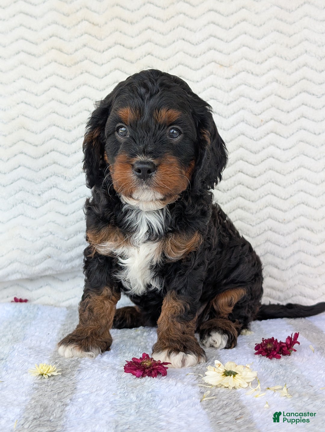 Cavapoo dogs for sale: Abby - Ad 7