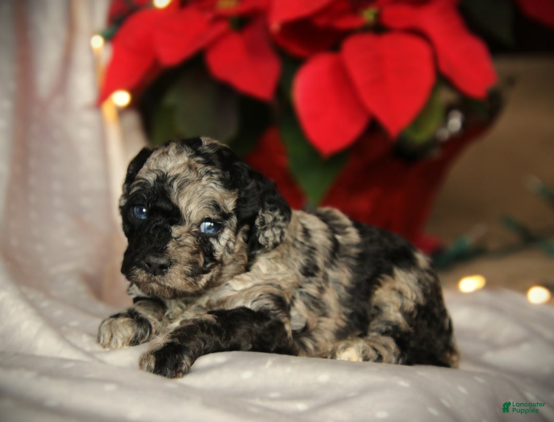 Cockapoo dogs for sale: Everleigh - Ad 16