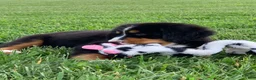 Bernese Mountain Dog dogs for sale: Pluto - Ad 5