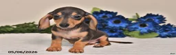 Miniature Dachshund dogs for sale: Lily - Ad 5
