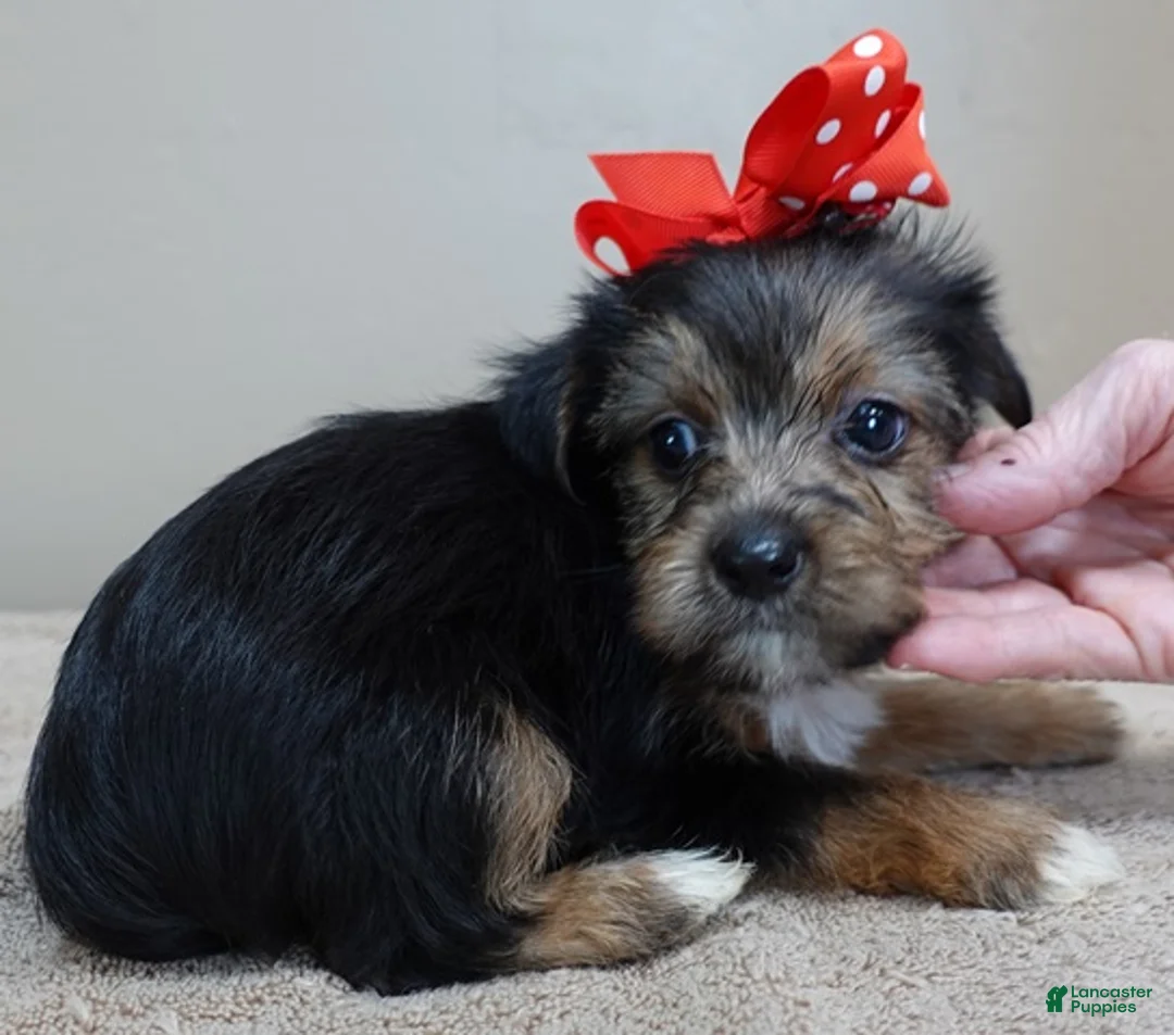 Yorkshire Terrier dogs for sale: Rio  - Ad 6