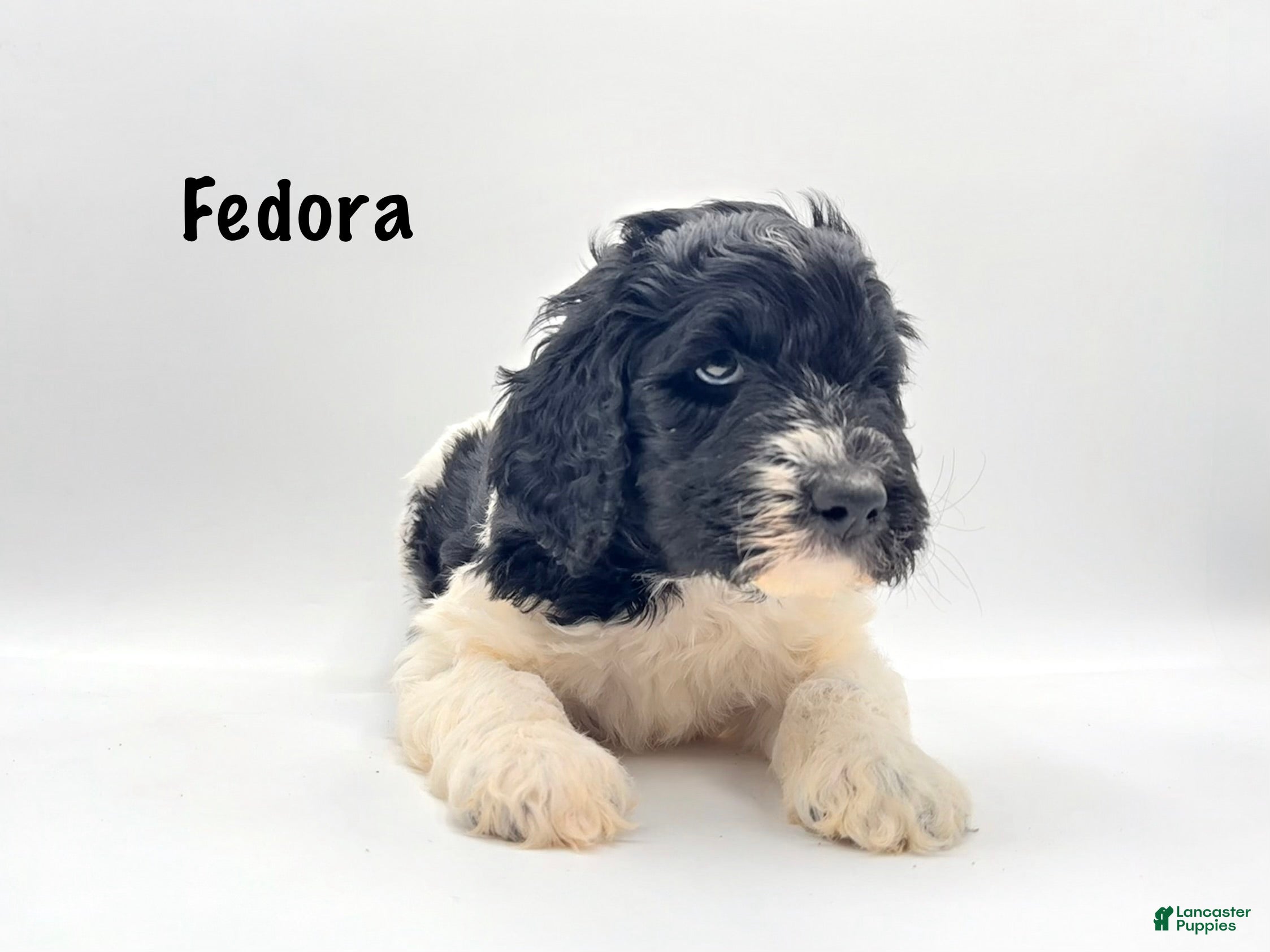 Goldendoodle dogs Fedora - Ad 20