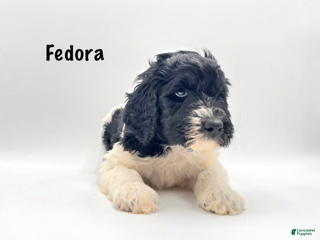 Goldendoodle dogs for sale: Fedora - Ad 1