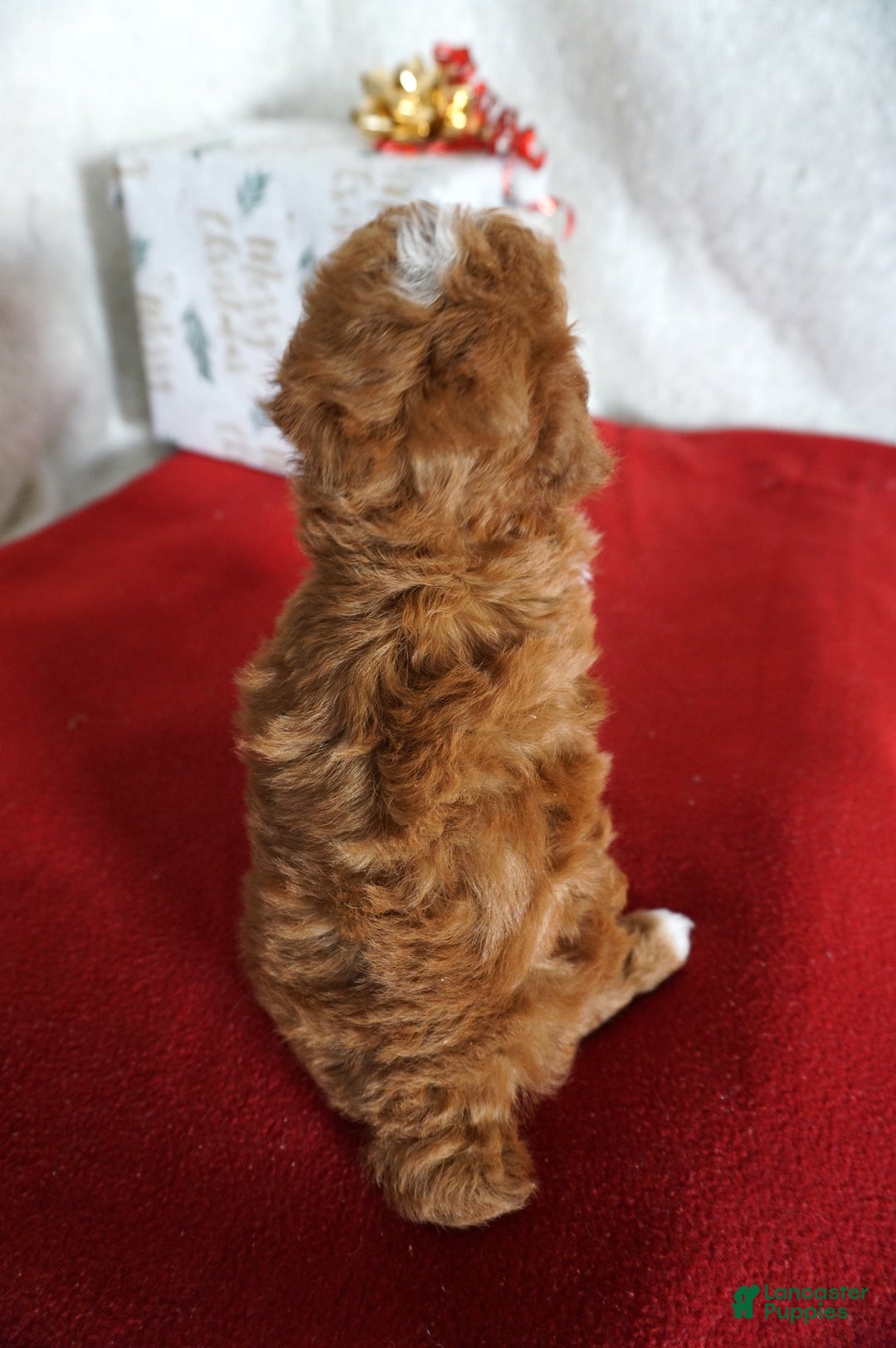 Toy Poodle dogs for sale: Fancy - Ad 5