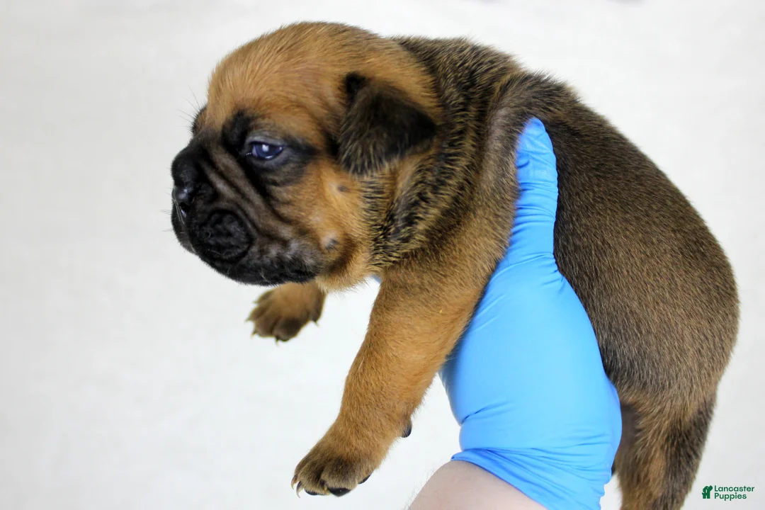 American Bully dogs for sale: Black Fawn Merle Female - Ad 10