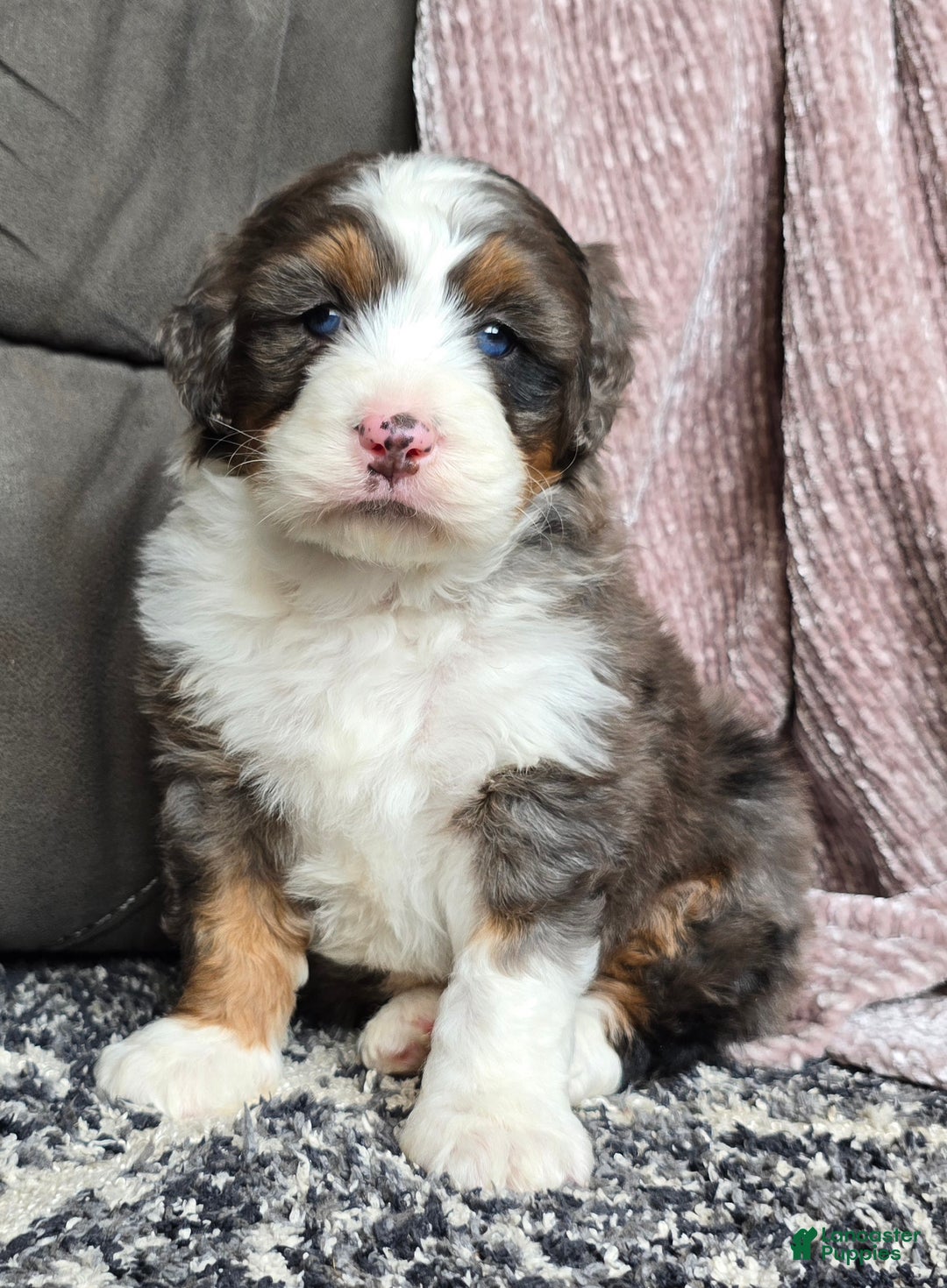 Mini Bernedoodle dogs for sale: Mini Bentley - Ad 16