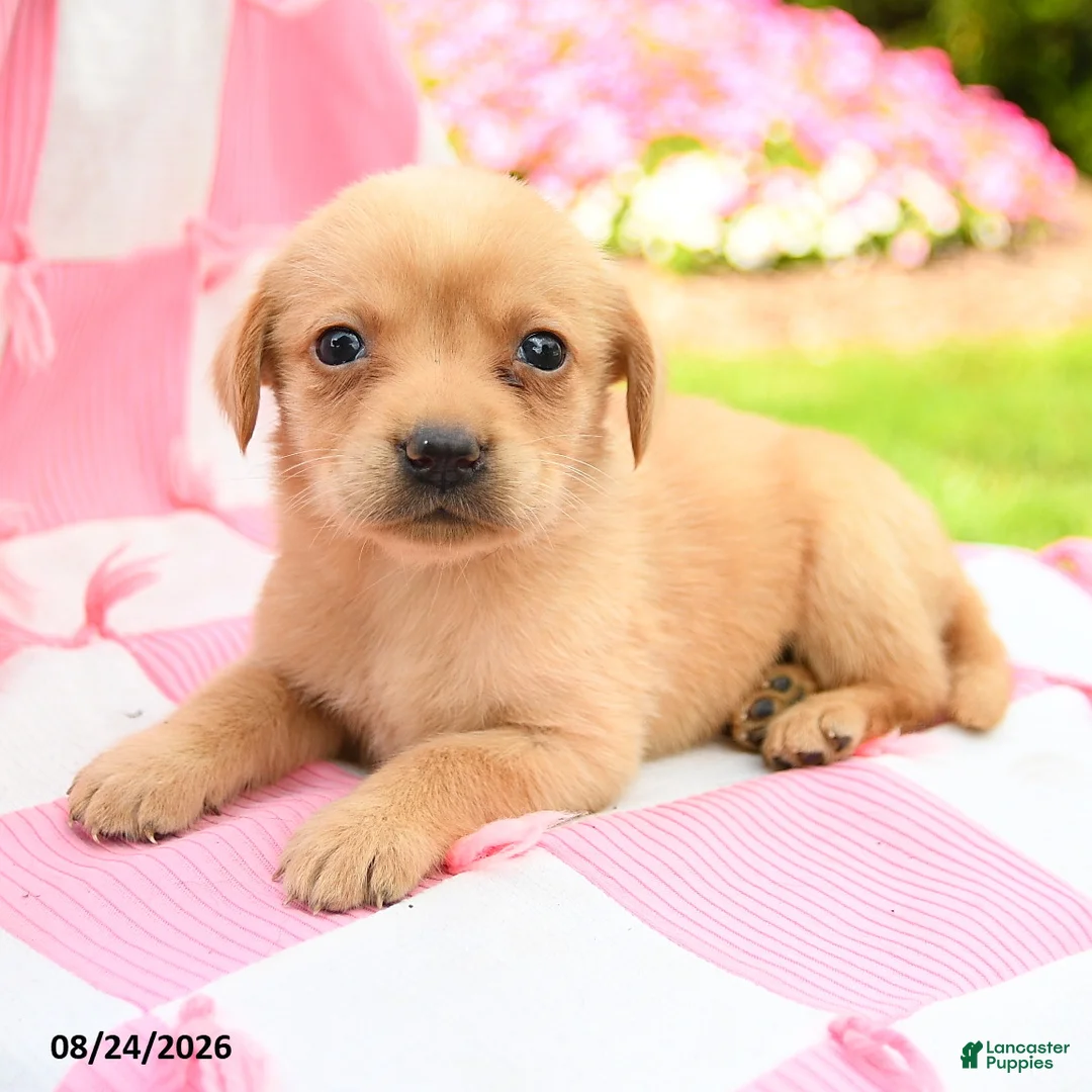 Labrador Retriever dogs for sale: Grace - Ad 2