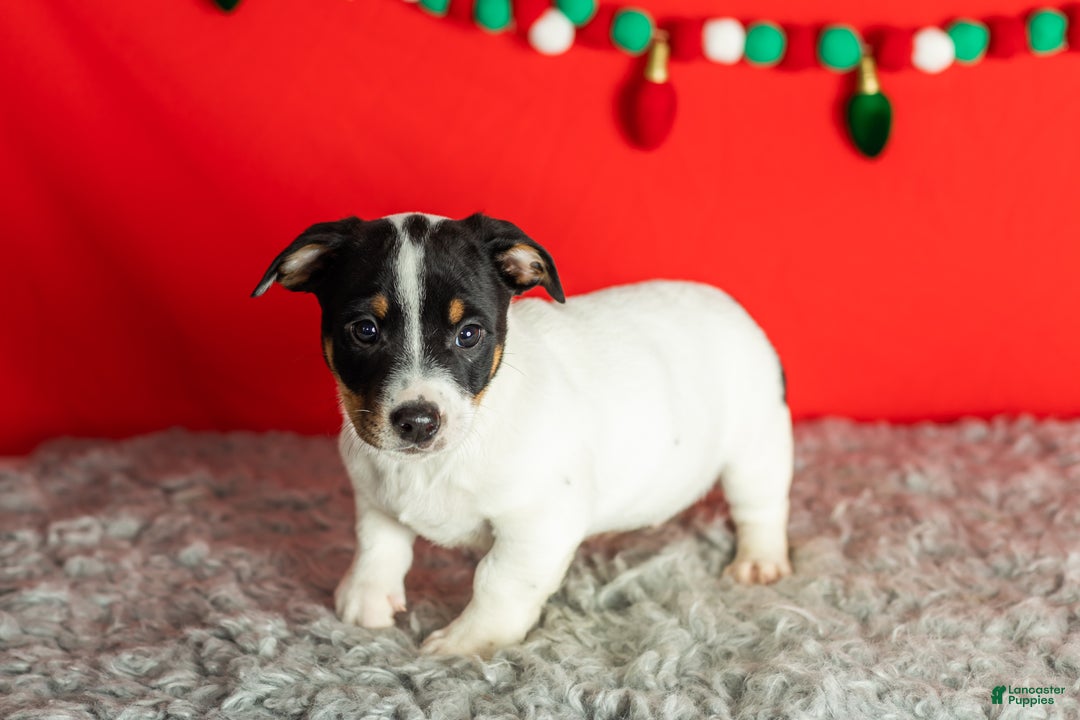 Mixed Breed dogs for sale: Benny - Ad 1