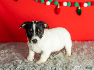 Mixed Breed dogs Benny - Ad 8