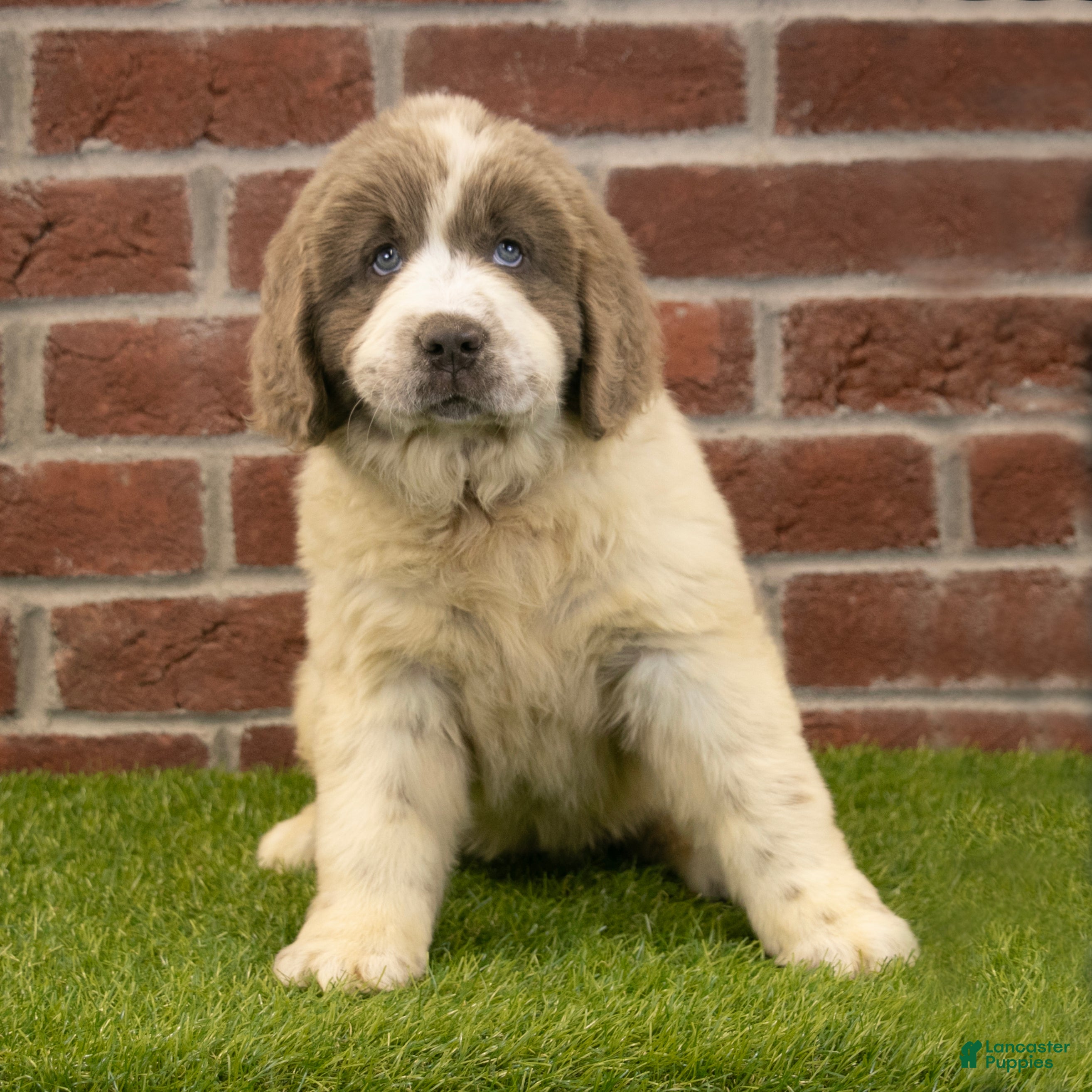Newfoundland dogs Megan - Ad 2
