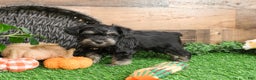 Miniature Schnauzer dogs for sale: Princeton - Ad 5