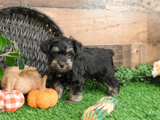 Miniature Schnauzer dogs - Ad 29
