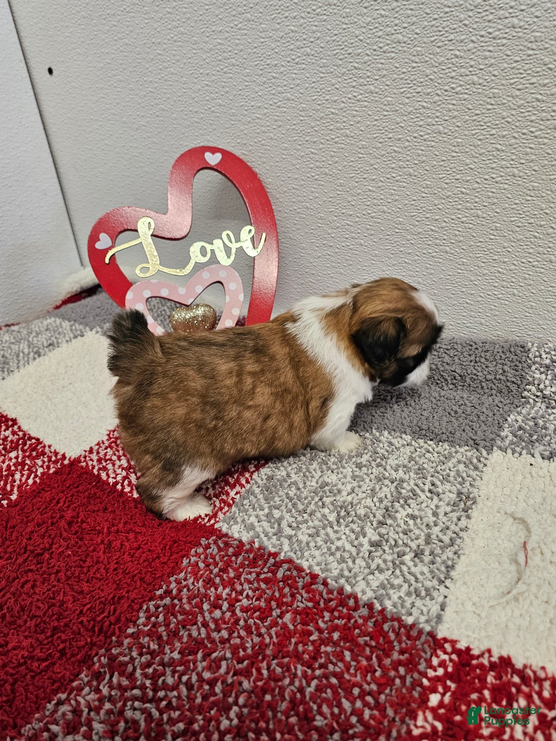 Shih Tzu dogs for sale: Nebo Ckc - Ad 8