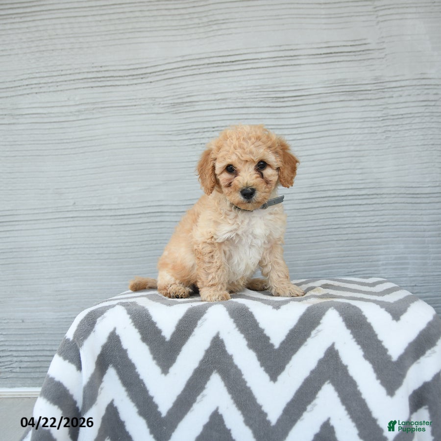Shihpoo dogs Otis - Ad 2