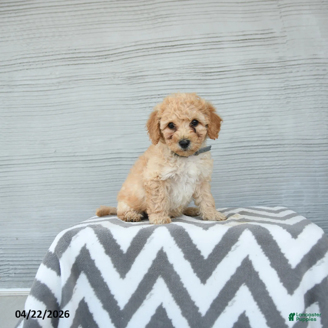 Shihpoo dogs for sale: Otis - Ad 2