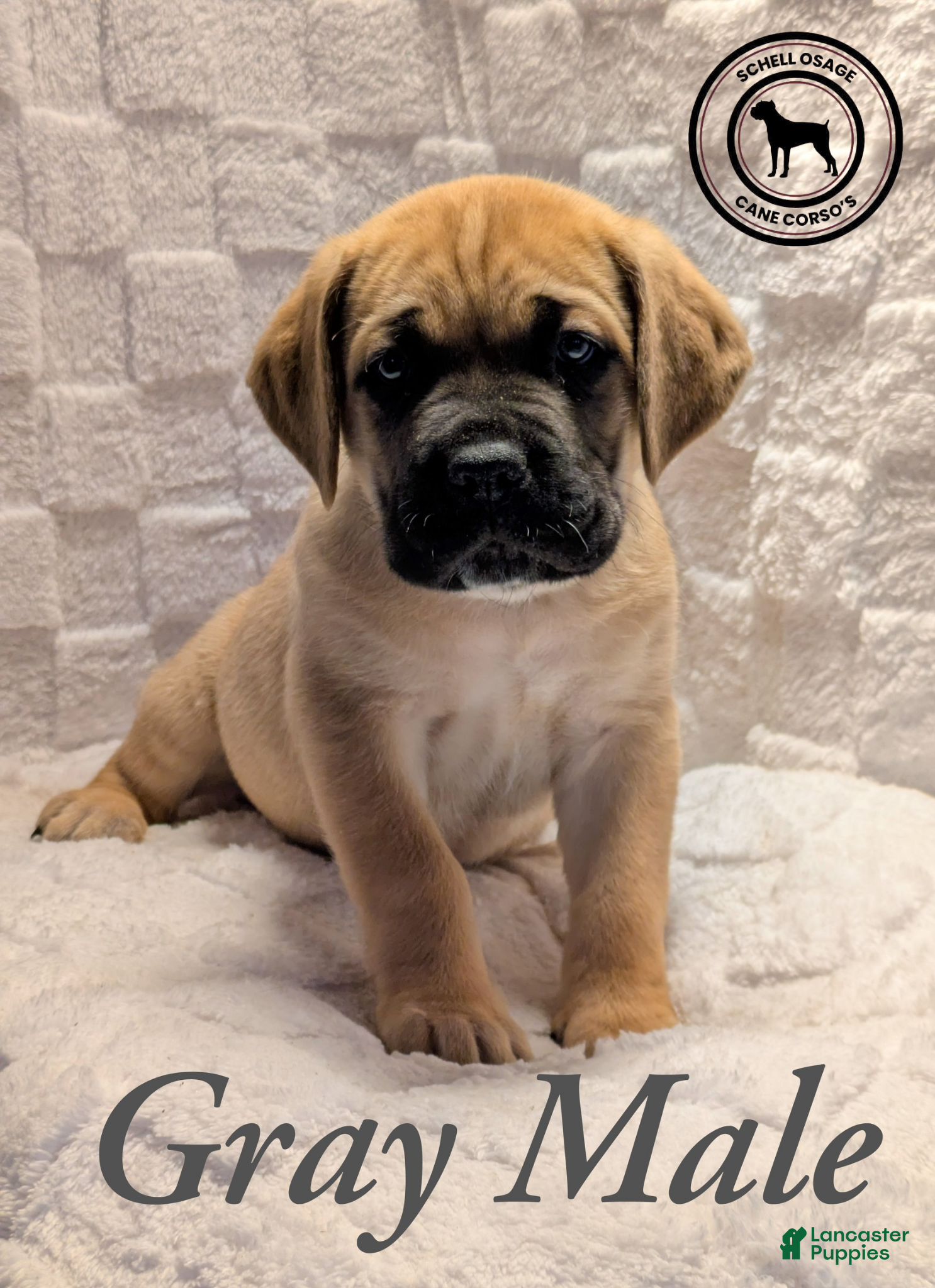 Cane Corso dogs Gray - Ad 2