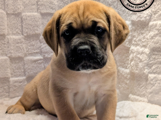 Cane Corso dogs Gray - Ad 4