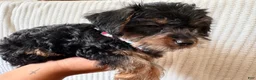 Yorkiepoo dogs for sale: Yorkiepoo - Ad 16