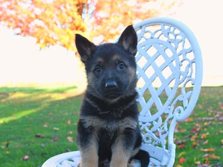 German Shepherd dogs - Ad 37